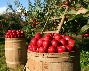 Apple picking from trees with a ladder putting them into barrels.