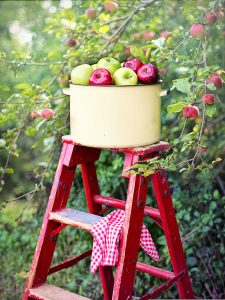 Apple trees with a red ladder under them. On top of the ladder is a barrel of apples.