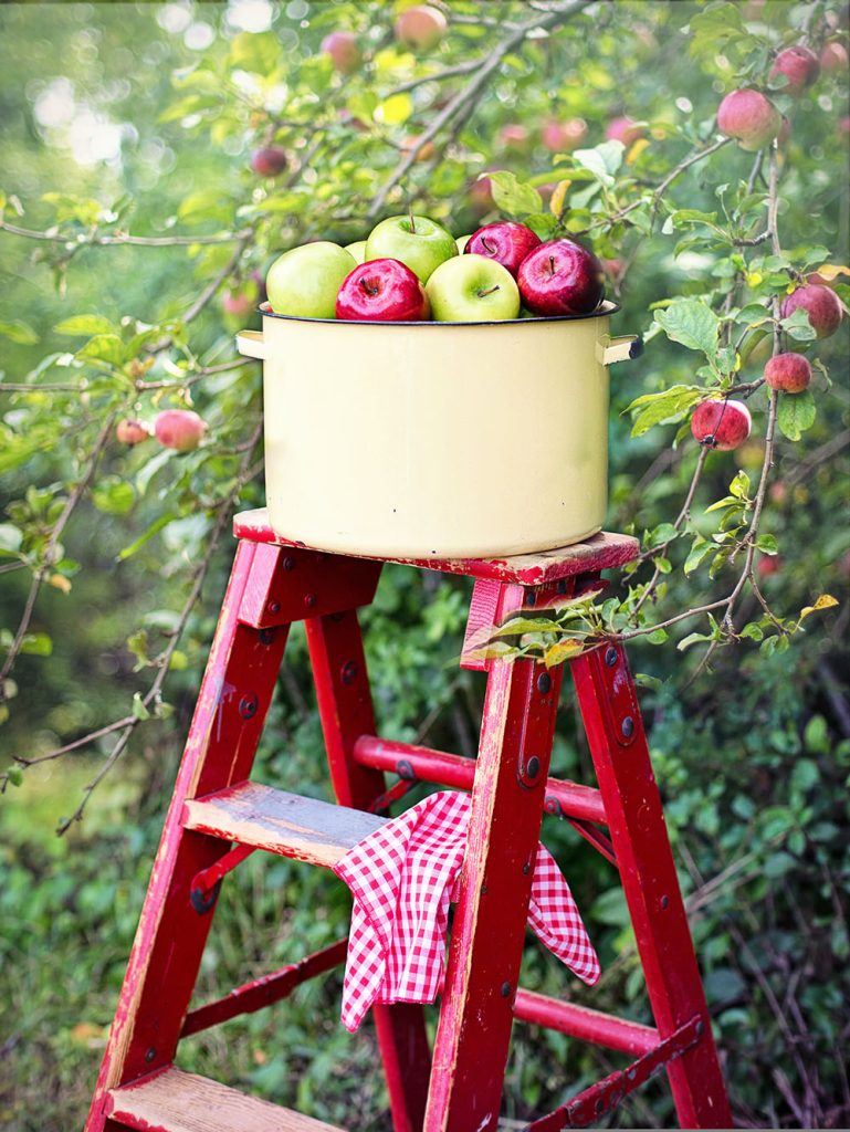 Apple trees with a red ladder under them. On top of the ladder is a barrel of apples.
