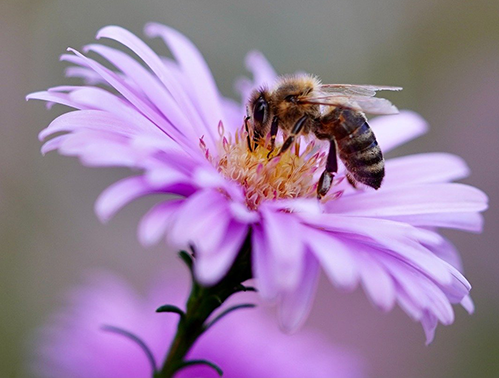Honey Bee on purple flower.