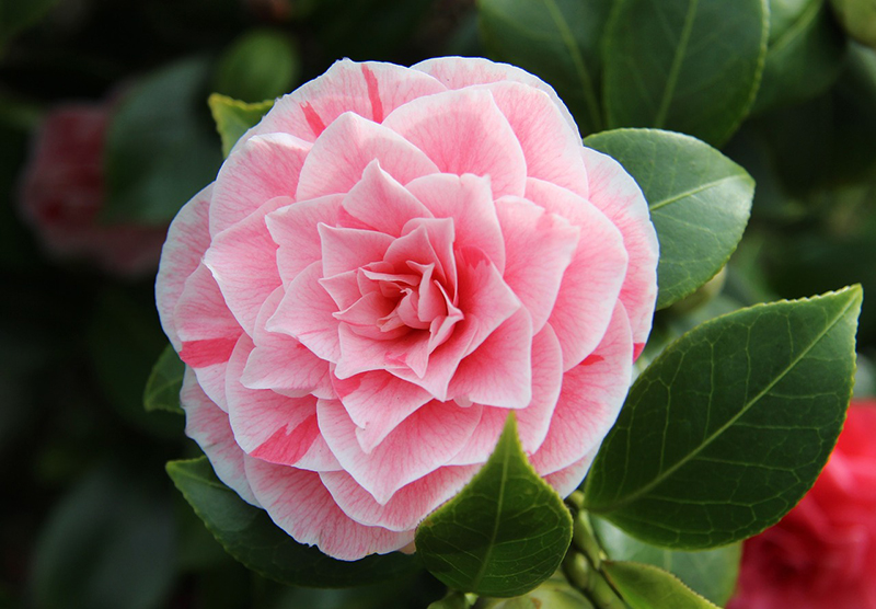 Pink Camellia flower on the plant.