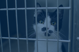 Black in white cat in a cage.
