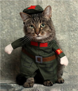 Cat in costume.