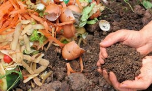 Compost pile of eggs shells and vegetable with hands showing the rich soil.