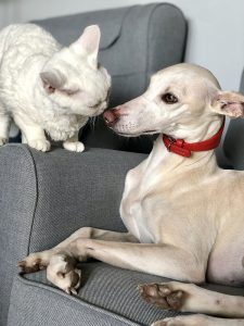 White dog and cat, nose to nose.