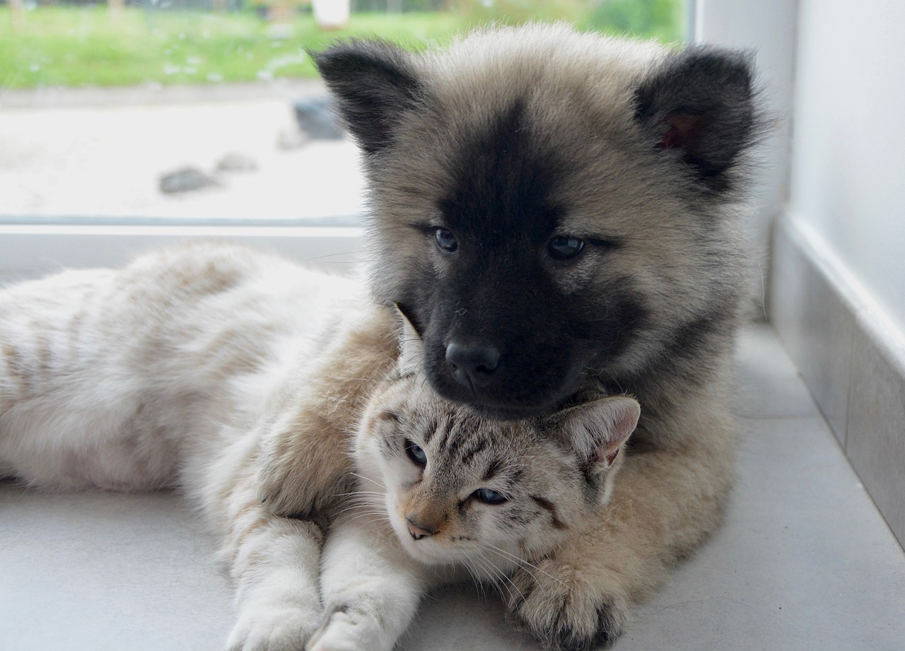 A puppy and young cat cuddled together in front of a screen door. 