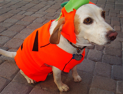 Dog in a pumpkin costume