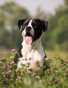 A black and white happy dog sitting in a field of flowers.