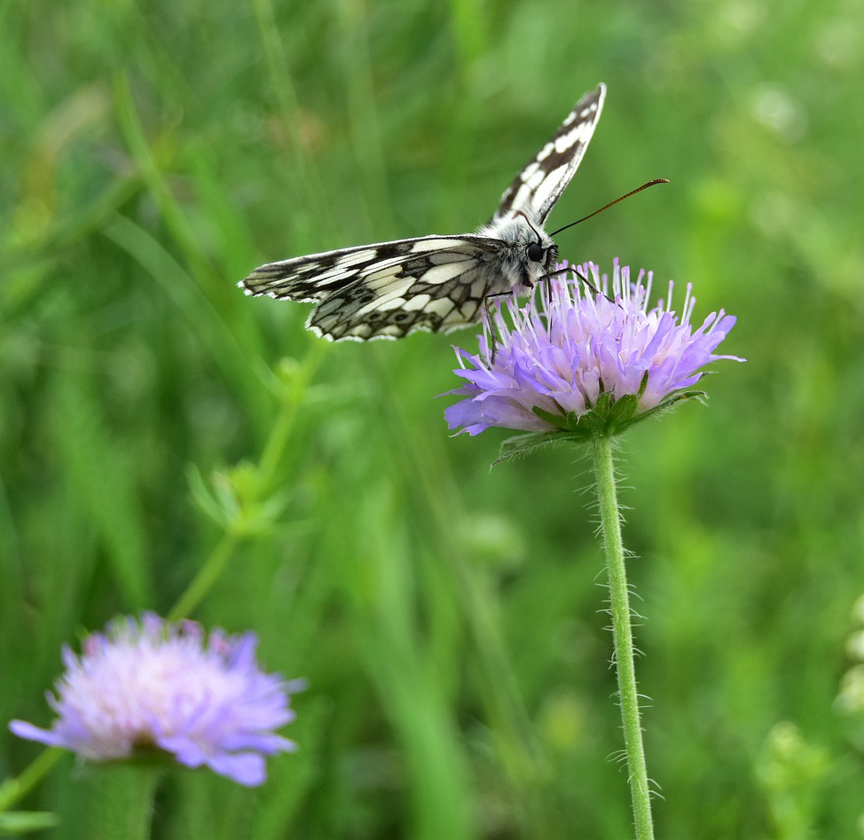 Butterfly on a purple thistle in a grass area. 
