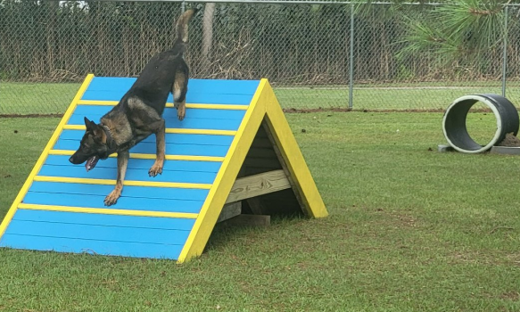 <span style="color: #7b1010; font-weight: bold;">Maple Dog Park & <br />Agility Equipment Course <br />Opening Celebration<br />Sunday, August 7, 2022</span>