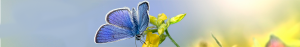 Banner with blue butterfly on a yellow flower.