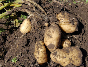 Potatoes on top of soil.