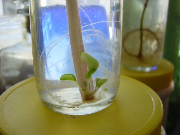 Rooting plant in a glass of water on a table.