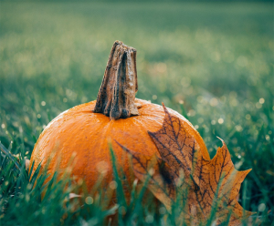 Pumpkin in a bed of grass with a fall leave.