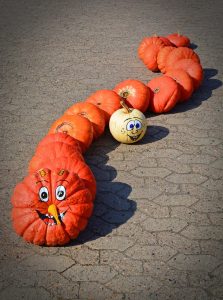 A group of orange pumpkins layed out like a snake. With a white pumpkin beside it.