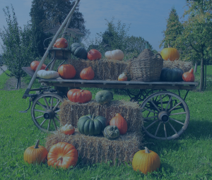 Wagon with pumpkins and hay bales decorations