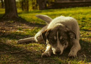 An older dog laying down with a chain going out of the photo.