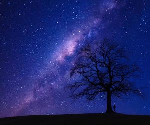 Night sky with stars, showing the outline of a tree.