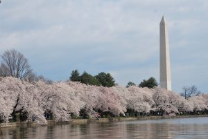 Cherry Blossoms blooming along the river with the Washington Monument in the back ground.