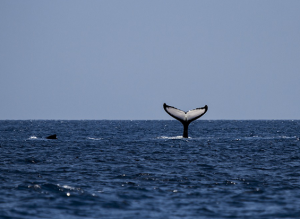 Whale tail sticking out of water.