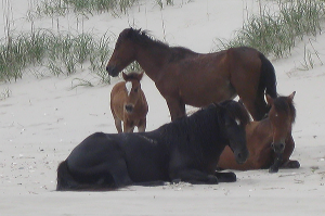 4 wild horses hanging out on the beach.