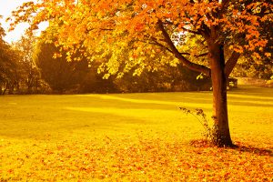 Yellow autumn tree.